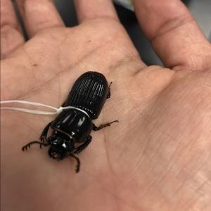 Meet your Posher, Dayton